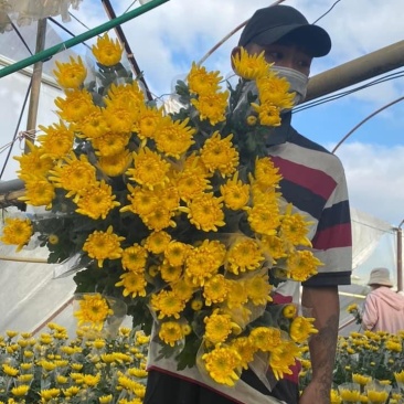 黄白菊
