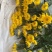 黄白菊