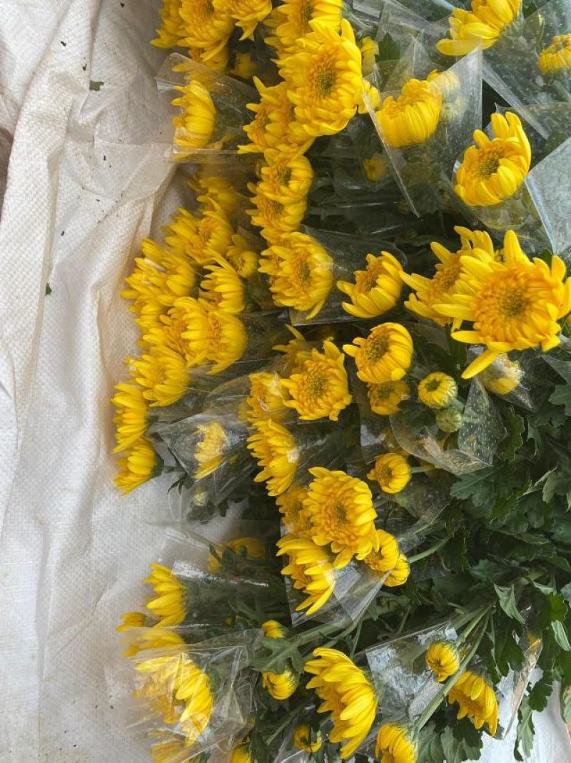 黄白菊