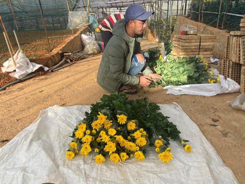 黄白菊