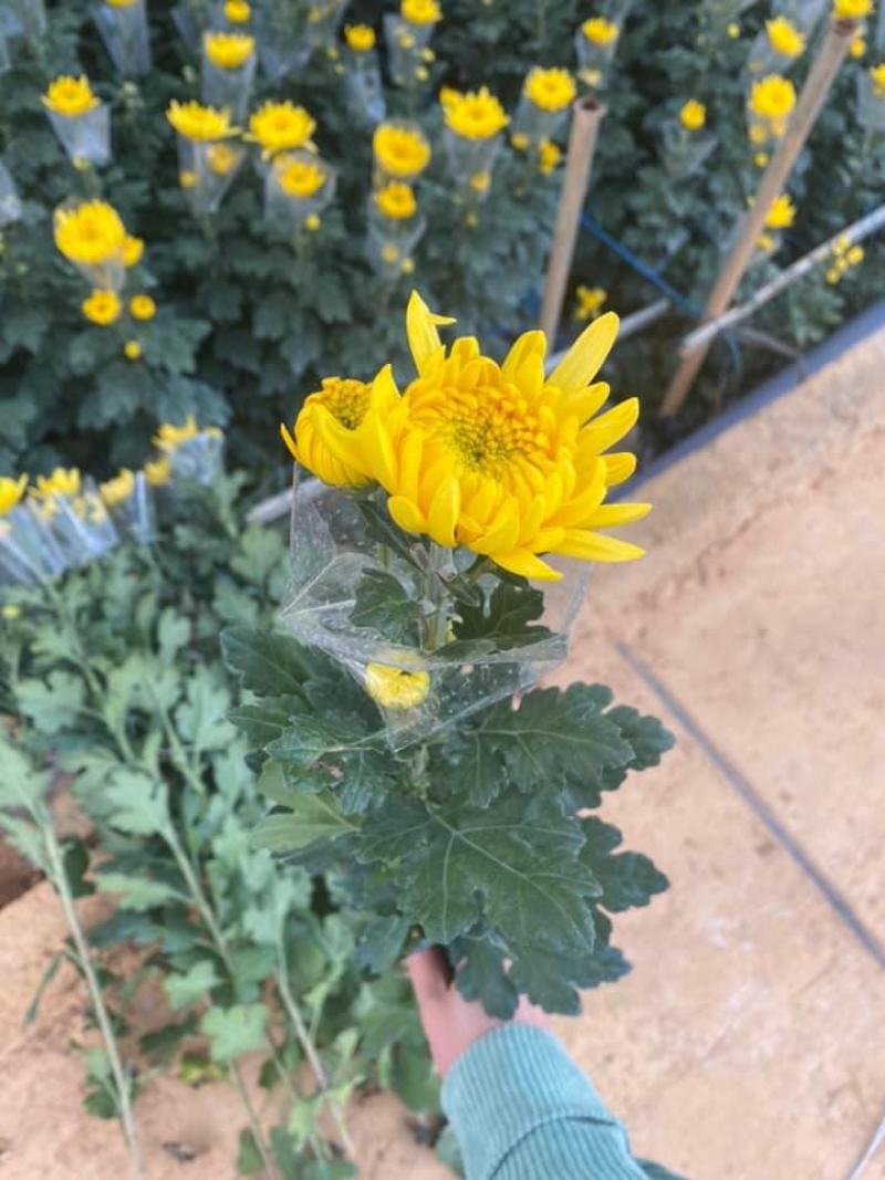 黄白菊