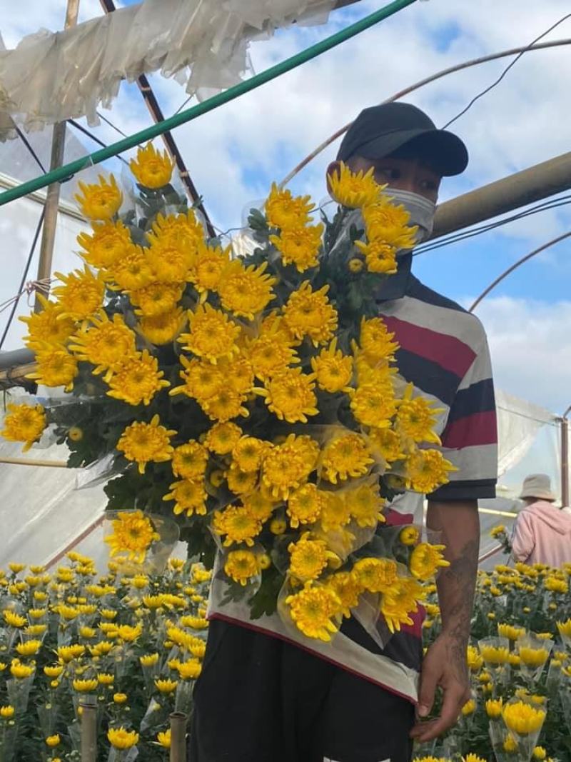 黄白菊