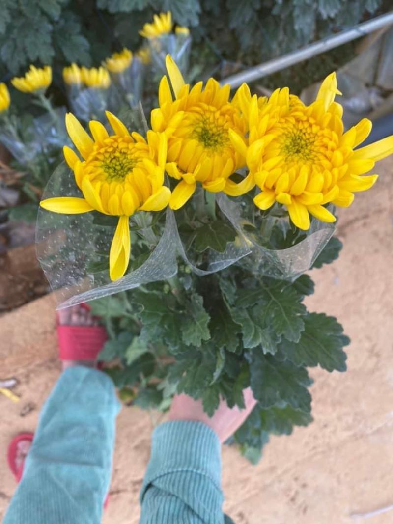 黄白菊
