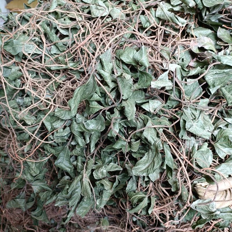 矮地茶新货野生平角木不出林紫金牛叶下红干货批发零售均可