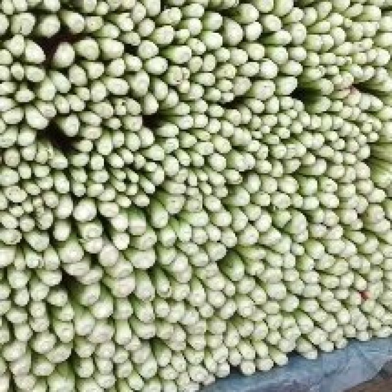 精品小芹菜，可全国发货