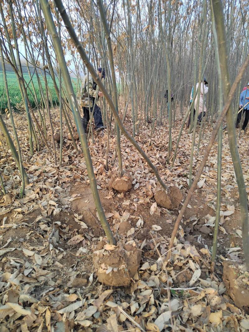 3公分板栗树