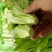 精品小芹菜，可全国发货