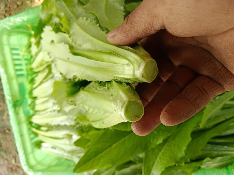 精品小芹菜，可全国发货