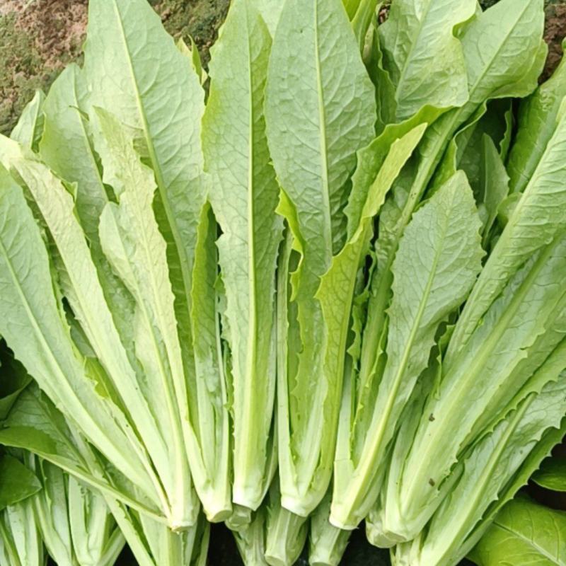 精品小芹菜，可全国发货
