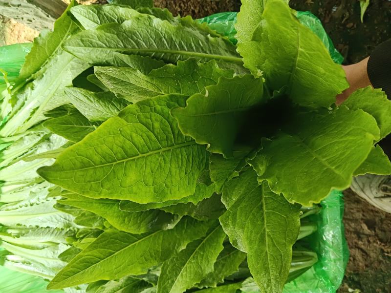 精品小芹菜，可全国发货