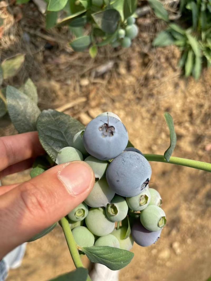 山东蓝莓批发，优质蓝莓大量上市，货源充足，全国发货