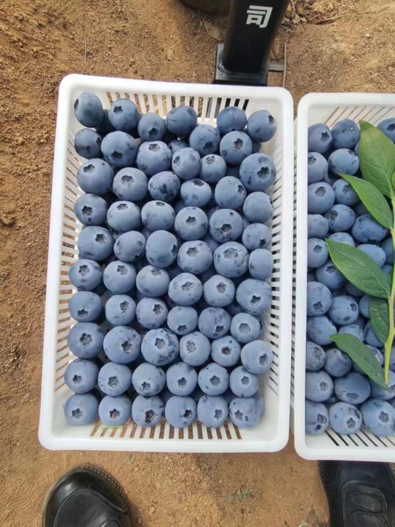 山东蓝莓批发，优质蓝莓大量上市，货源充足，全国发货