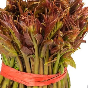 香春芽