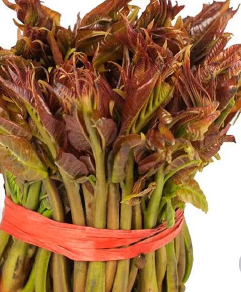 香春芽