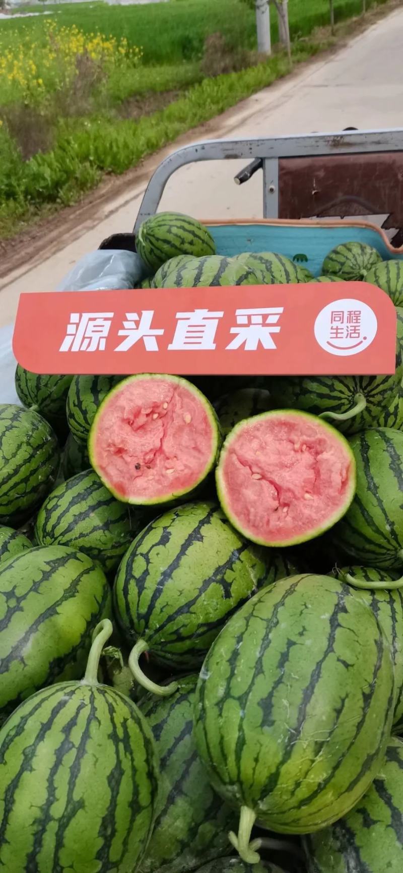 早春红玉牛奶西瓜新鲜上市安徽产地直供，口感好，糖度高，开发票