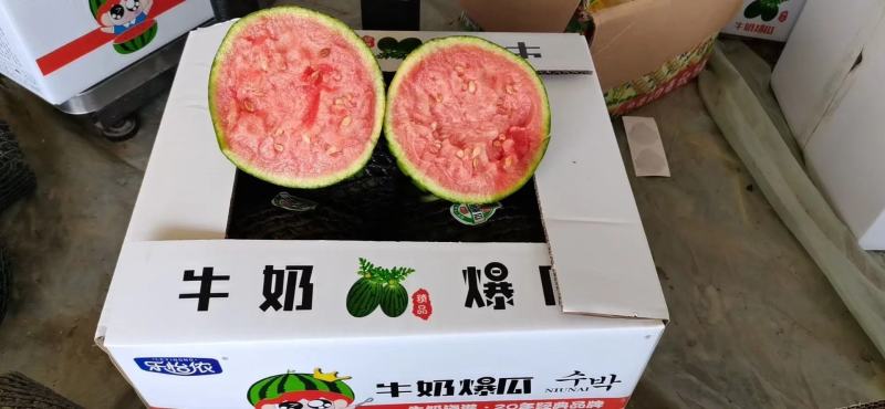 早春红玉牛奶西瓜新鲜上市安徽产地直供，口感好，糖度高，开发票