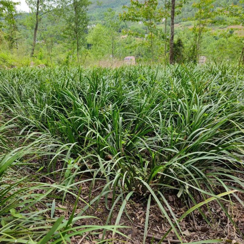 香料、山萘生态种植、去腥增香