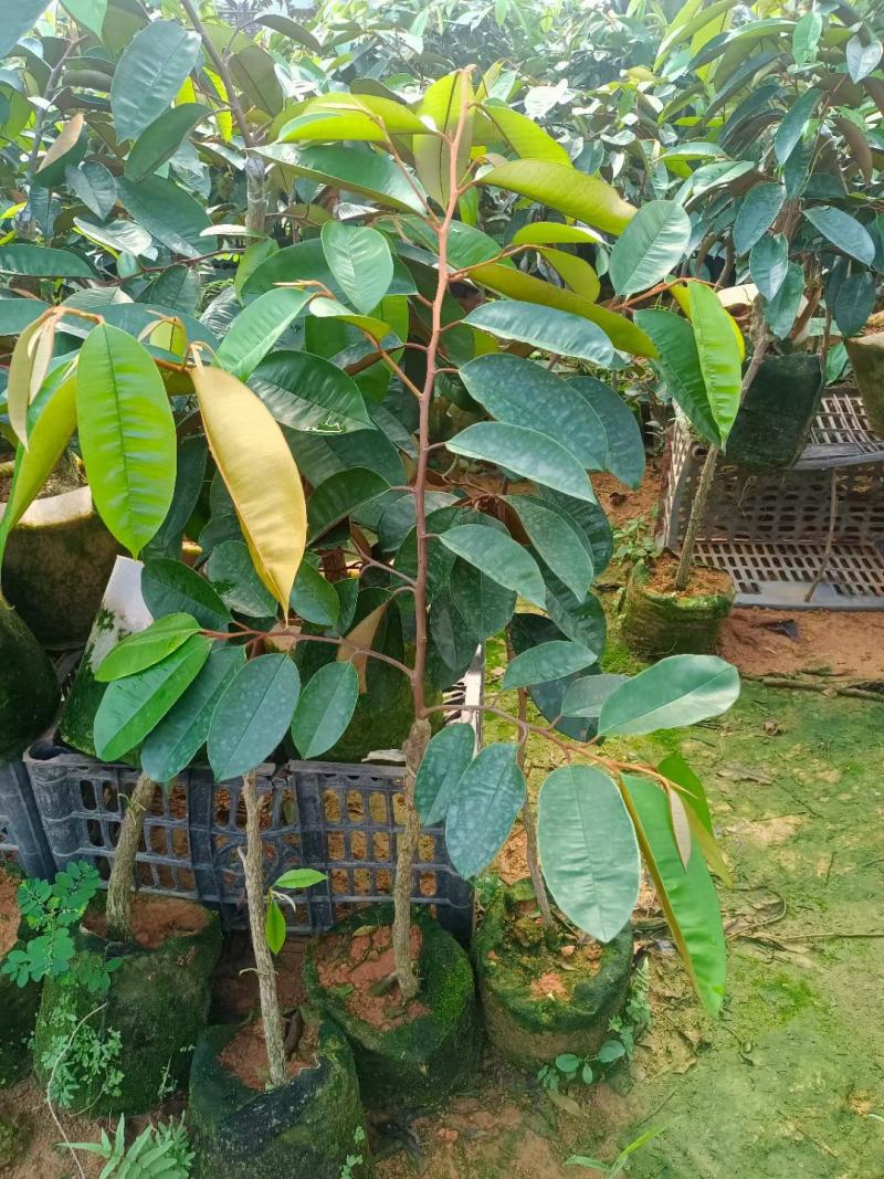 牛奶果苗，嫁接苗，带土带叶发货