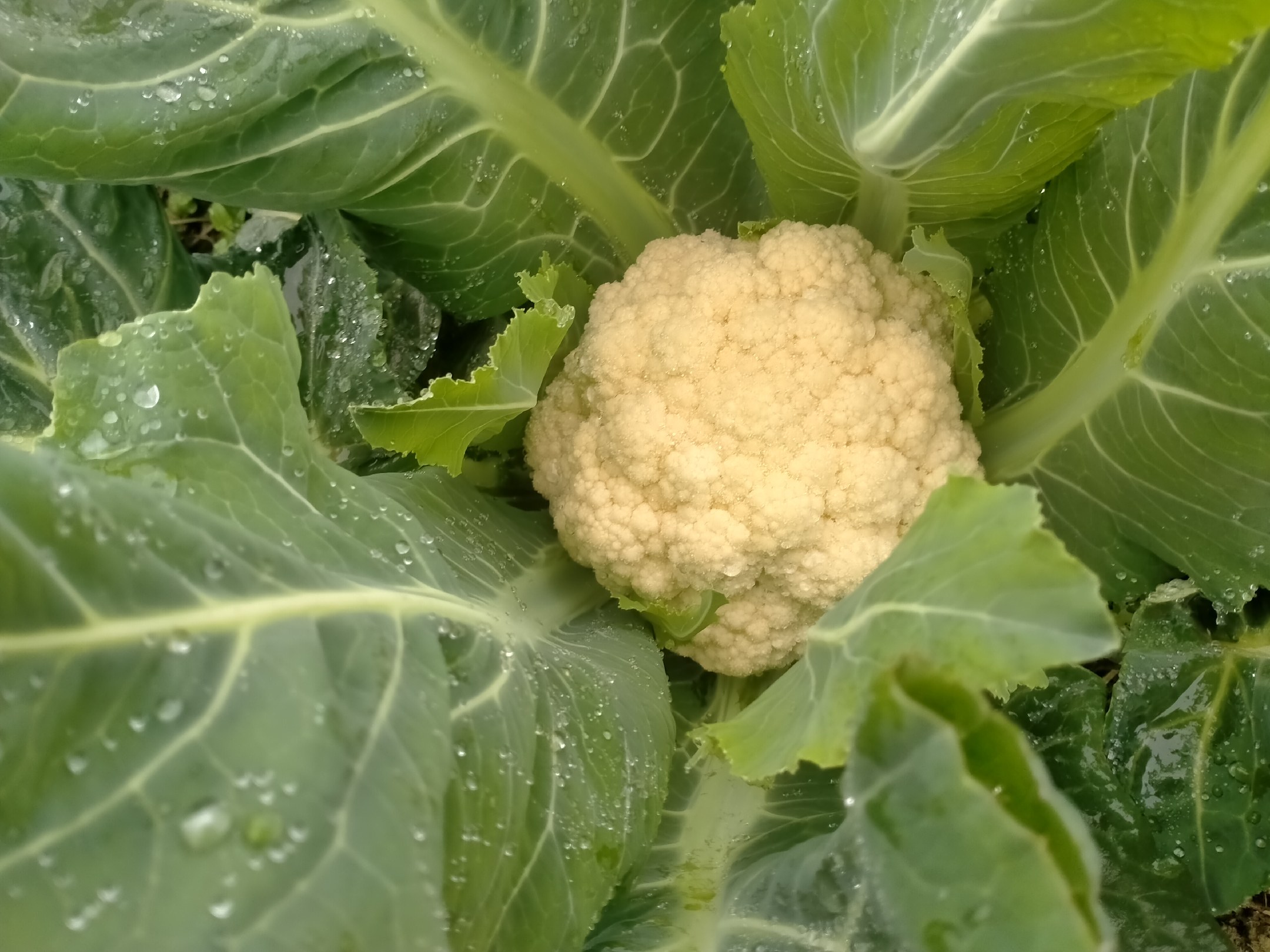 菜花健康食材
