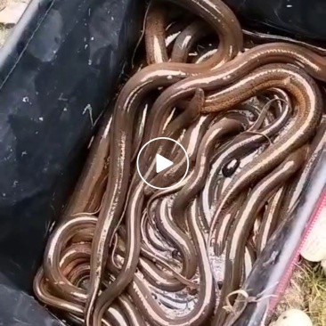 黄鳝鲫鱼等