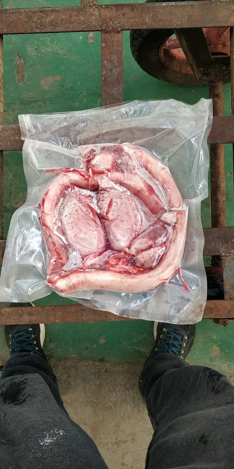 黄牛鞭高原特产新鲜牛三宝去油精修带鞭根欢迎订购