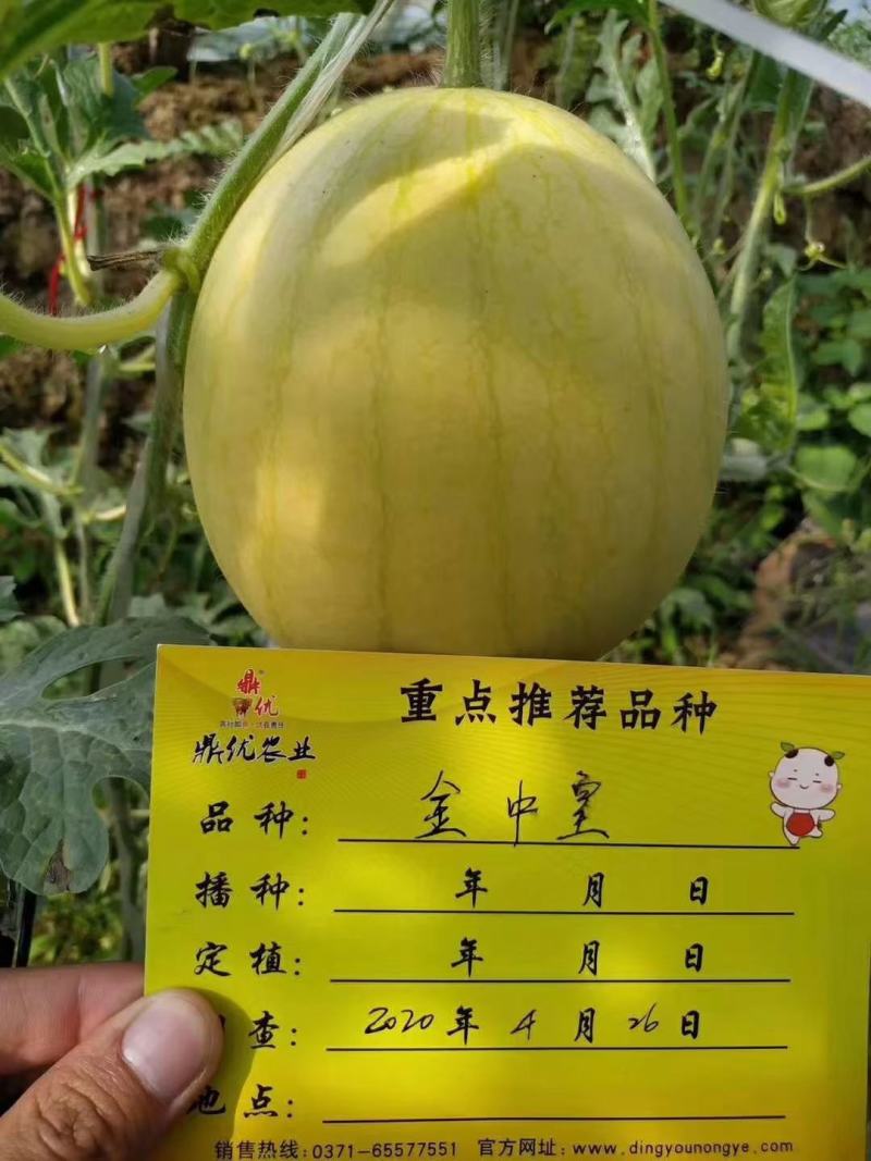 金中黄黄皮黄瓤礼品西瓜种子品质好口感好抗病经济效益高
