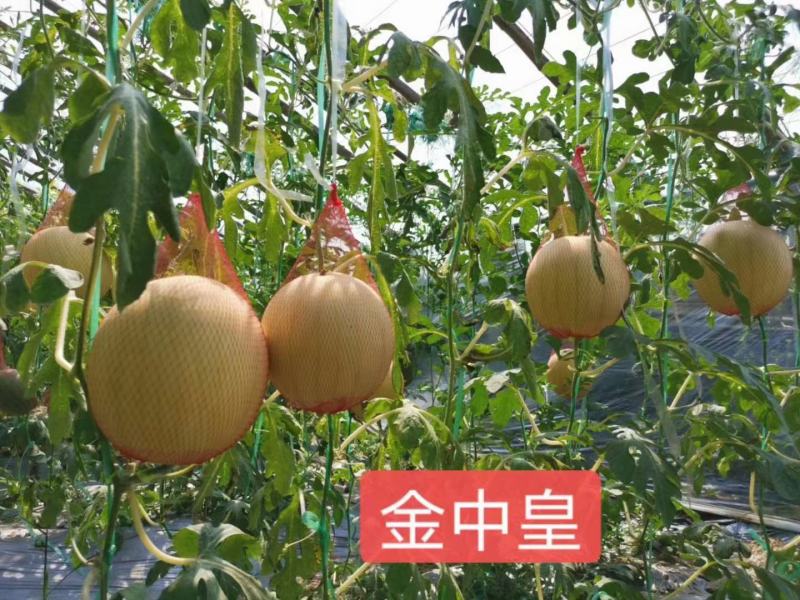 金中黄黄皮黄瓤礼品西瓜种子品质好口感好抗病经济效益高