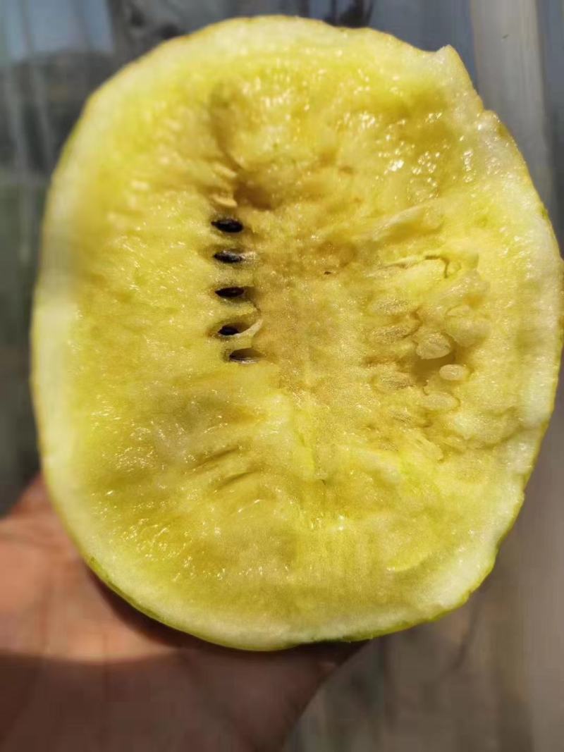金中黄黄皮黄瓤礼品西瓜种子品质好口感好抗病经济效益高