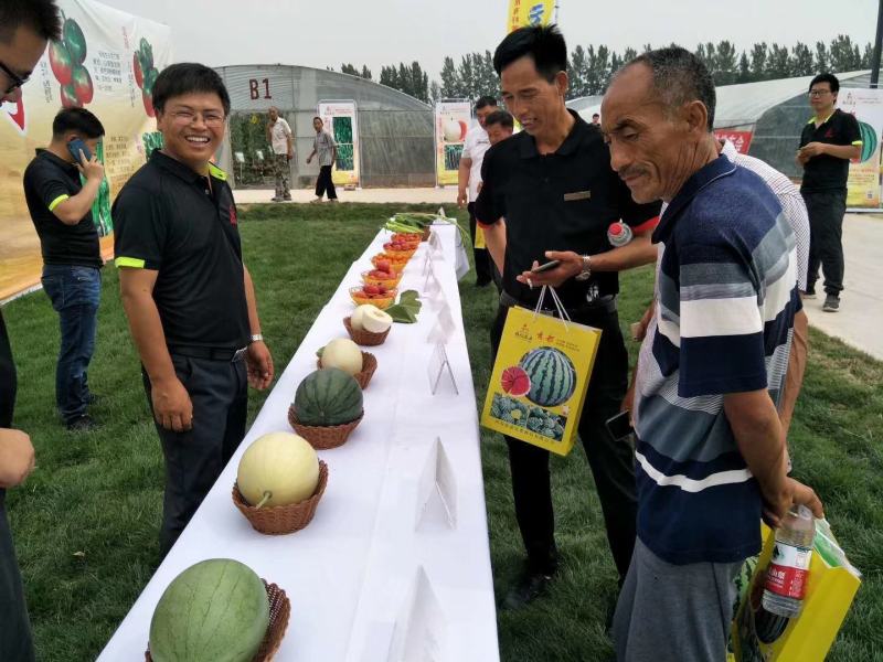 金中黄黄皮黄瓤礼品西瓜种子品质好口感好抗病经济效益高