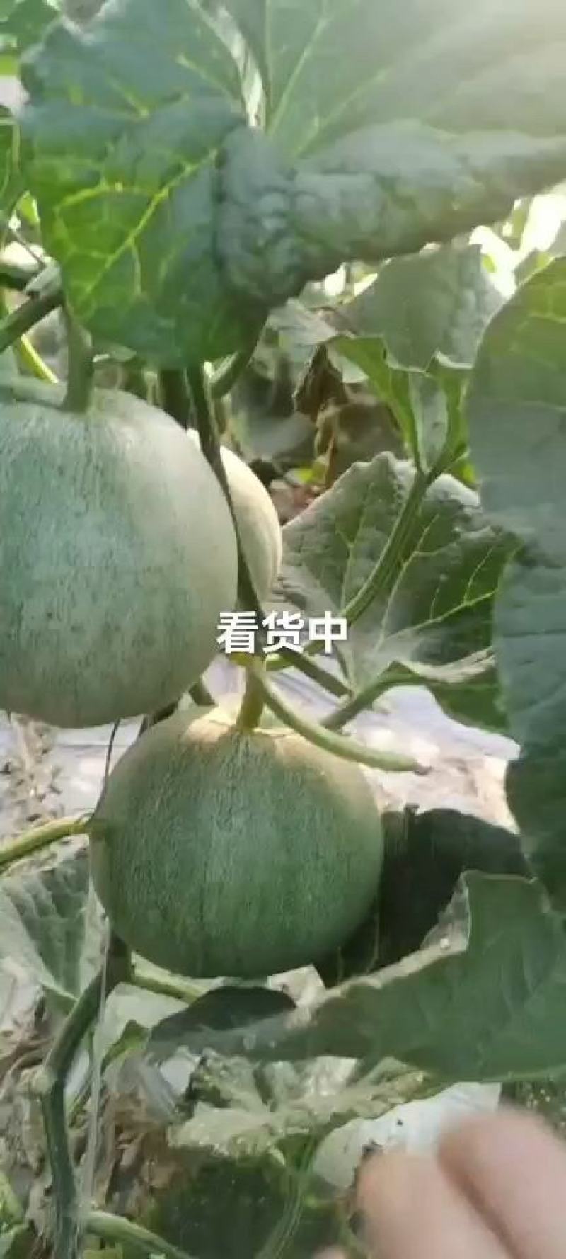 （热卖中）绿宝甜瓜脆甜可口，香甜香甜很好吃，瓜形好