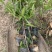 实生苗岭南黄金山竹树苗杯苗80cm-100cm