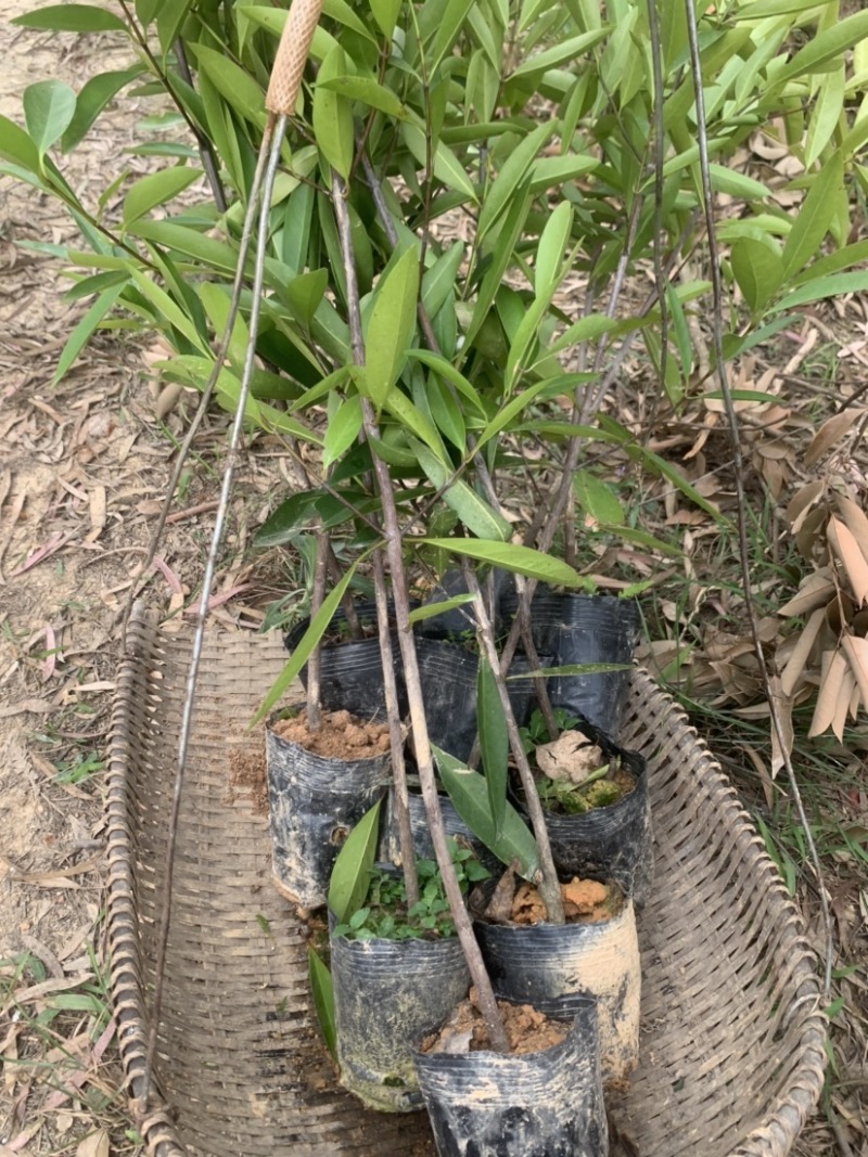实生苗岭南黄金山竹树苗杯苗80cm-100cm