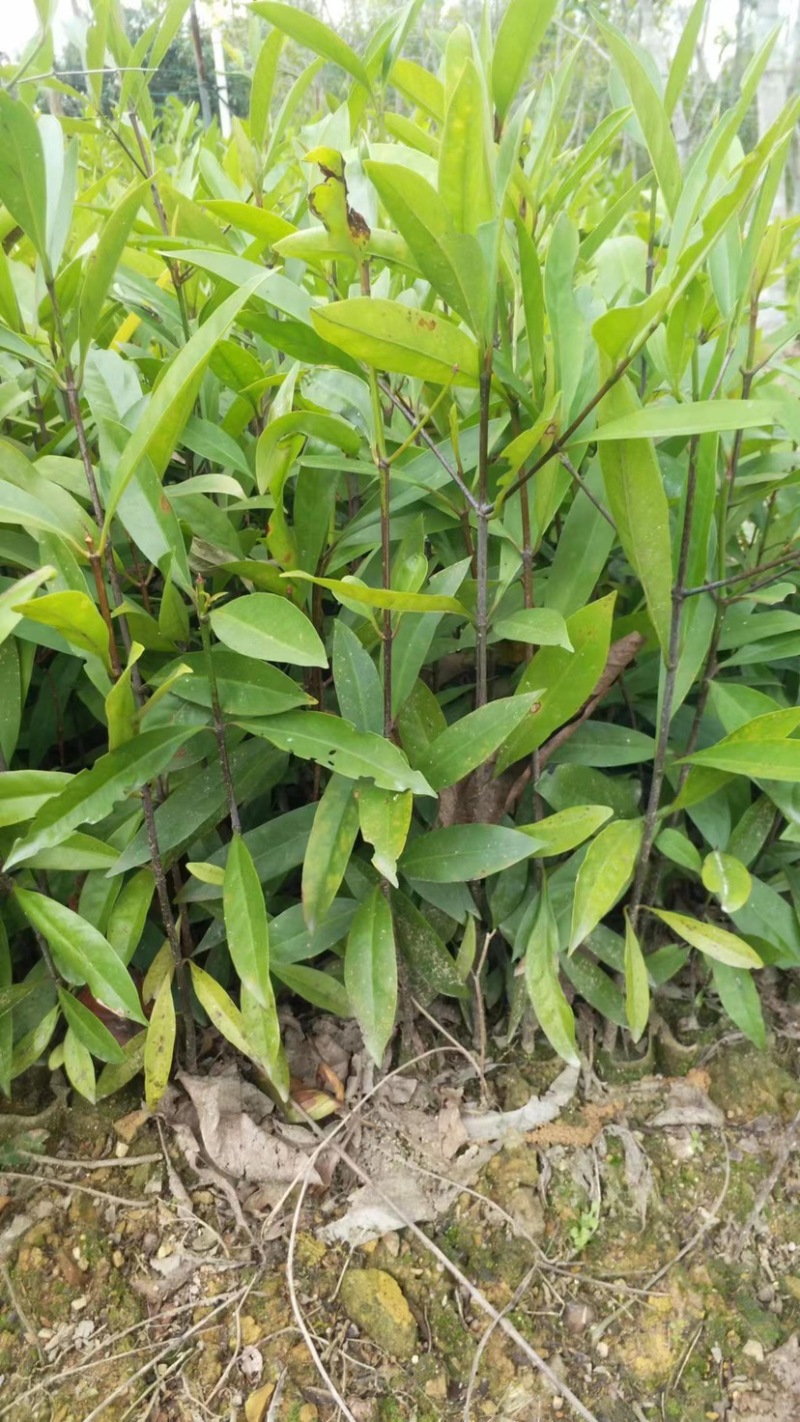 实生苗岭南黄金山竹树苗杯苗80cm-100cm