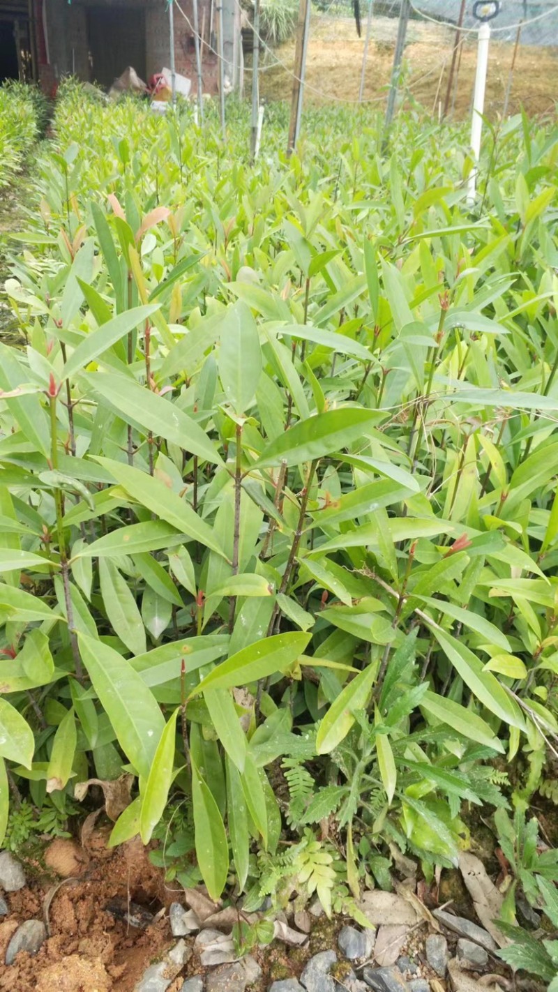 实生苗岭南黄金山竹树苗杯苗80cm-100cm