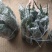 金秋砂糖橘芽条，嫁接枝条，精选老熟秋稍