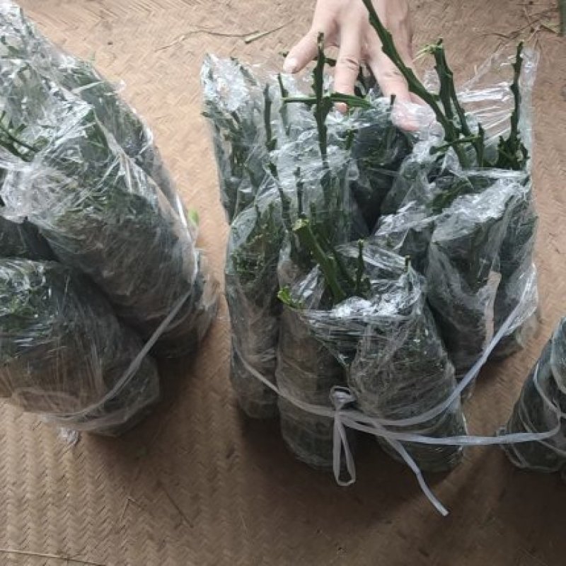 金秋砂糖橘芽条，嫁接枝条，精选老熟秋稍
