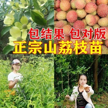 山荔枝苗野荔枝苗四照花果树苗鸡素果苗石枣苗