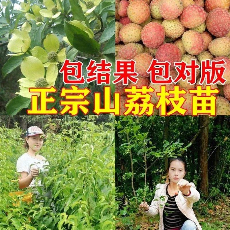 山荔枝苗野荔枝苗四照花果树苗鸡素果苗石枣苗