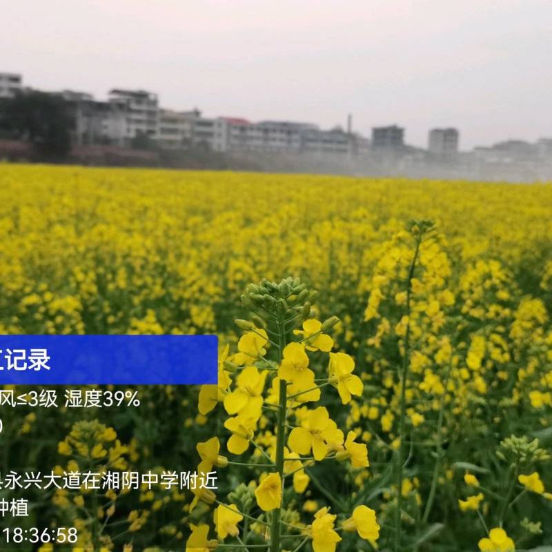 油菜籽自产自销，合作社长期供应优质水稻油菜籽