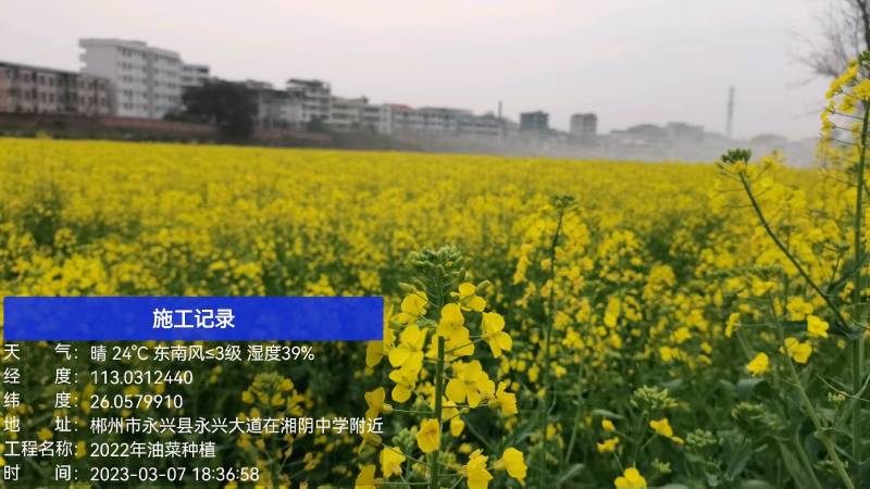 油菜籽自产自销，合作社长期供应优质水稻油菜籽