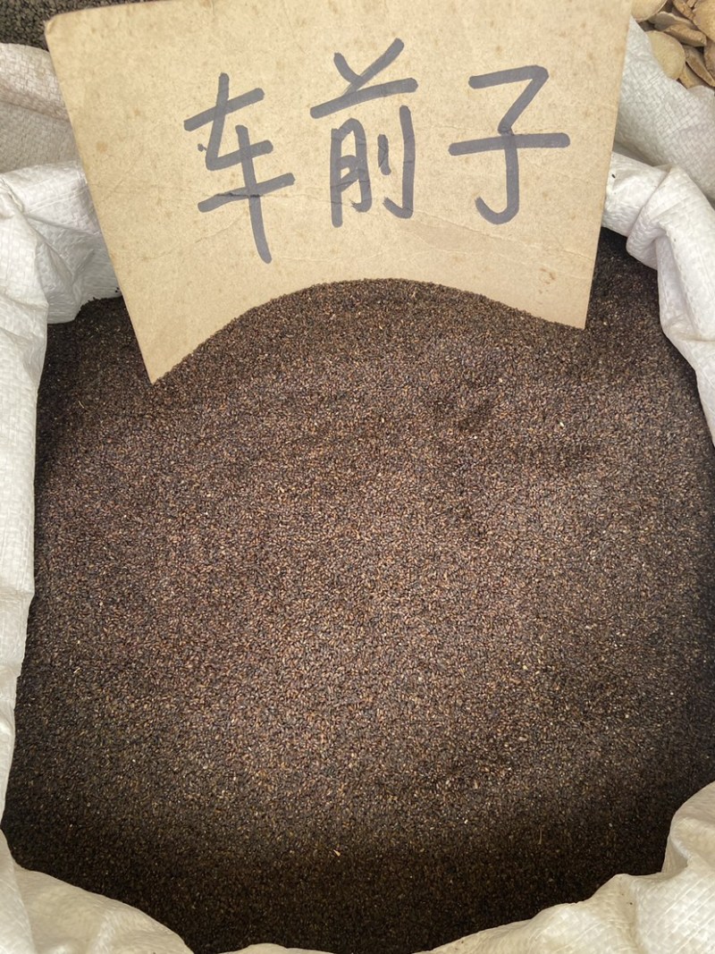 车前子精选无硫车前子野生正品新货车前子车四季车前子