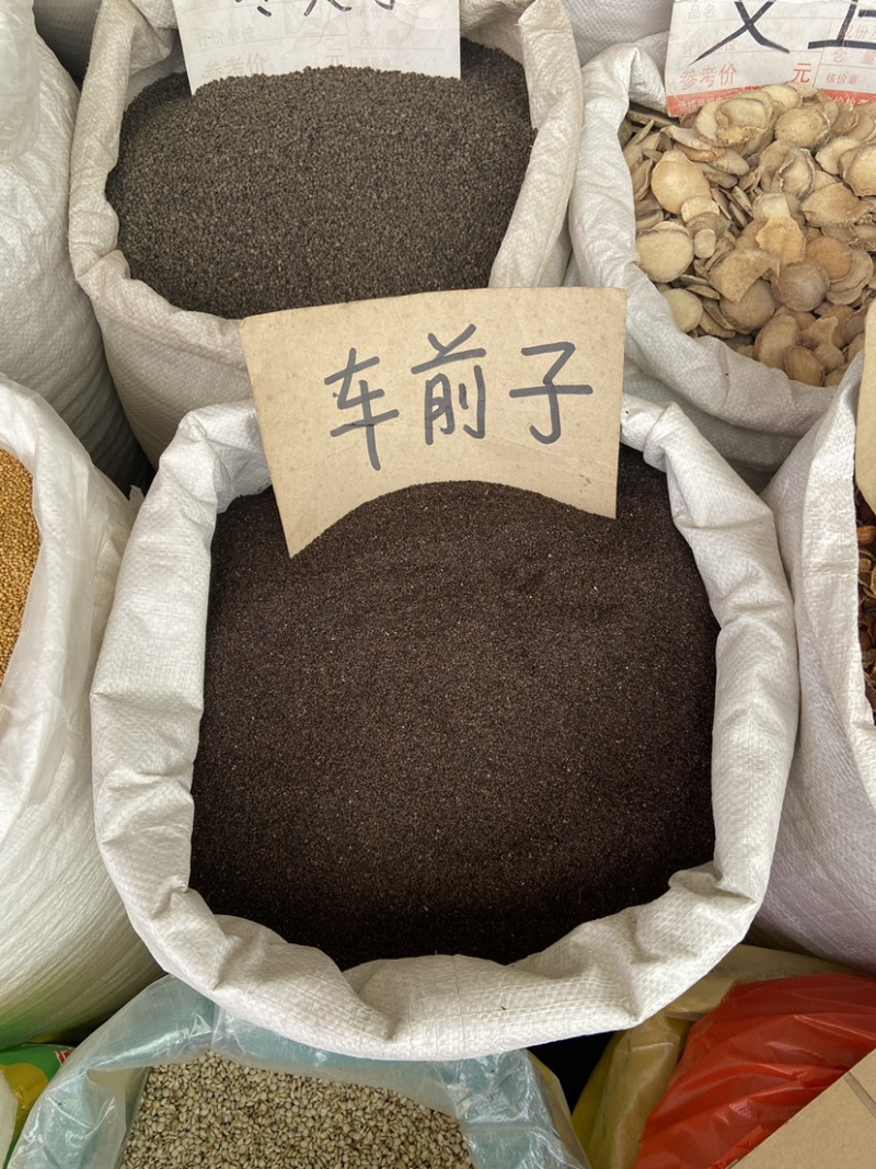 车前子精选无硫车前子野生正品新货车前子车四季车前子