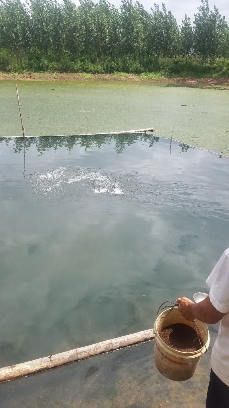 鱼塘出租