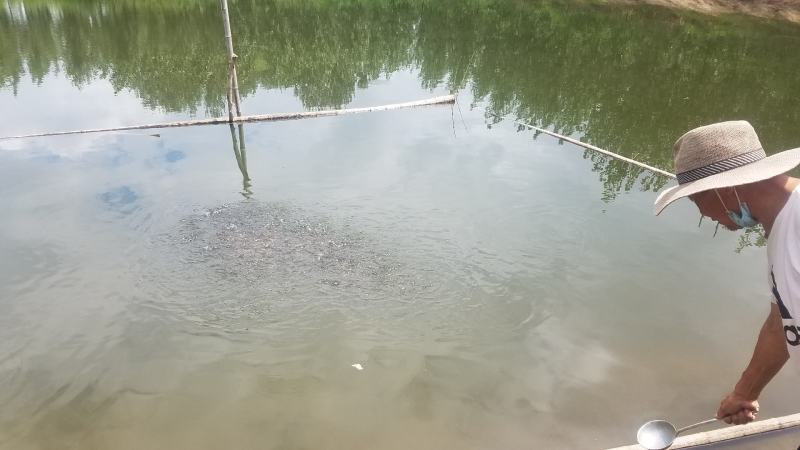鱼塘出租