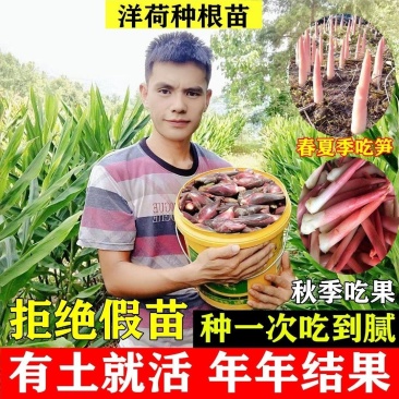 阳荷姜种苗种根洋荷苗杨和种子红洋荷白洋菏