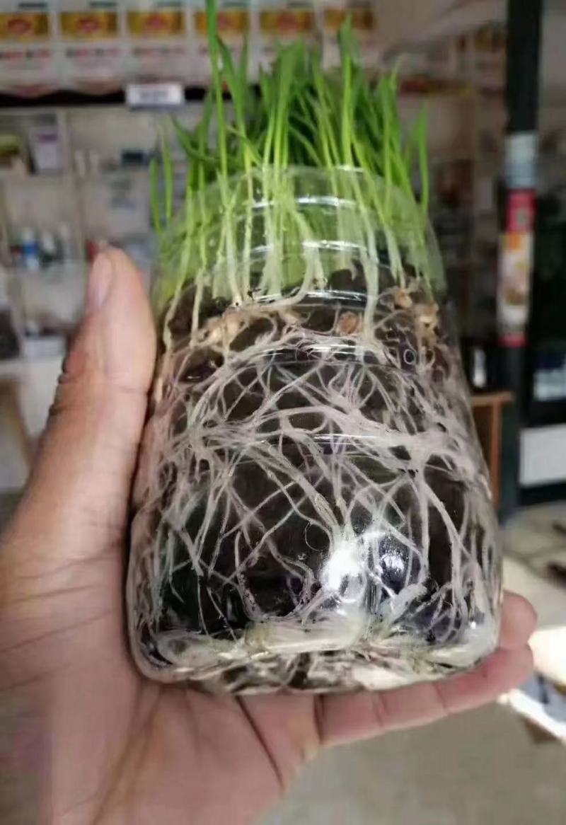 生物有机肥，粉剂颗粒根茎作物用肥，大蒜，山药，生姜，
