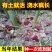 阳荷姜种苗种根洋荷苗杨和种子红洋荷白洋菏