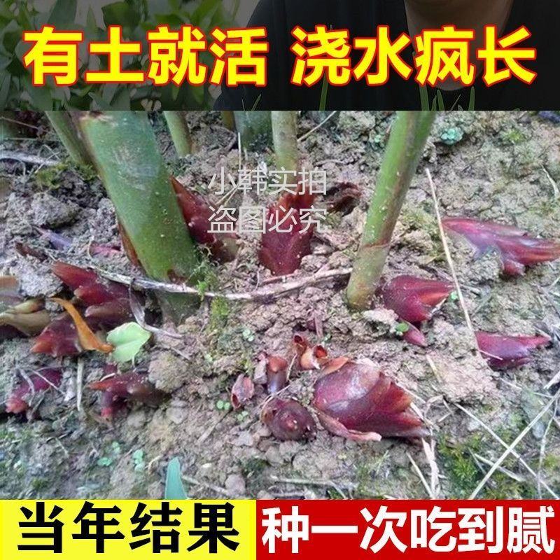 阳荷姜种苗种根洋荷苗杨和种子红洋荷白洋菏