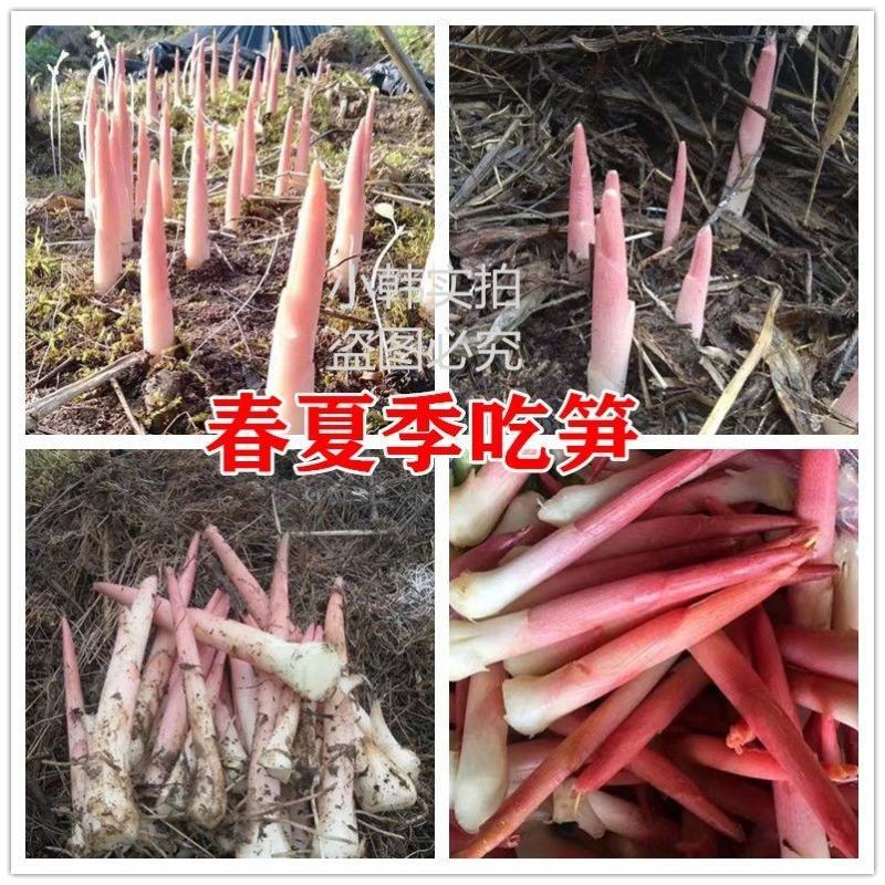 阳荷姜种苗种根洋荷苗杨和种子红洋荷白洋菏