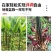 阳荷姜种苗种根洋荷苗杨和种子红洋荷白洋菏